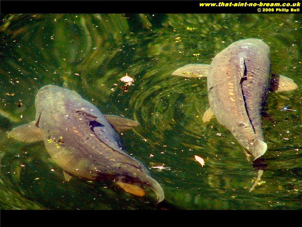 regii  apelor - w8.jpg